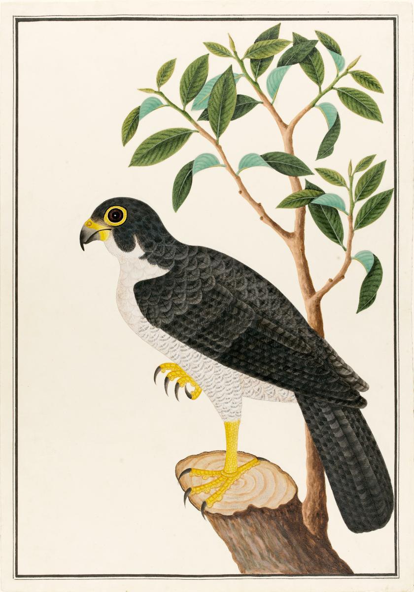 Peregrine Falcon, William Farquhar Collection Of Natural History Drawings