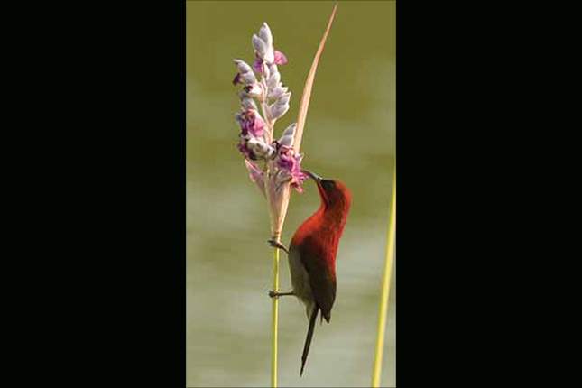 creatures that call singapore home 1